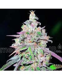 Mendocino Chanel Kush Feminizada Medical Seeds