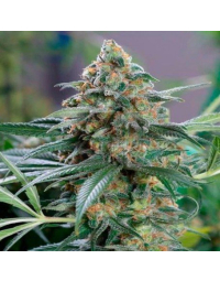 OG Kush CBD Feminizada Medical Seeds