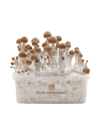 Pan de Setas B+ - Kit de Cultivo 100% Micelio