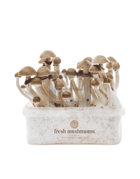 Pan de Setas McKennaii - Kit 100% Micelio