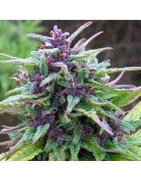 Semillas de marihuana feminizadas Purple CBD
