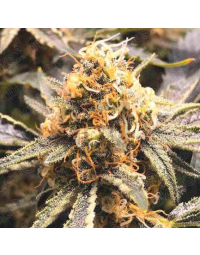 recovery-cbd-medical-seeds.jpg
