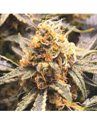 Recovery CBD Feminizada Medical Seeds