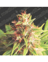 Red Cross CBD Feminizada Medical Seeds