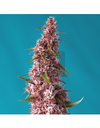 Red Pure Auto CBD Semillas de Sweet Seeds