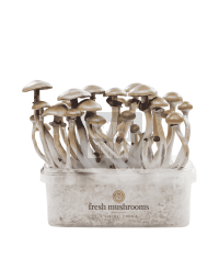 Pan de Setas Golden Teacher - 100% Micelio