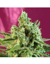 S.A.D. Sweet Afgani Delicious CBD Sweet Seeds