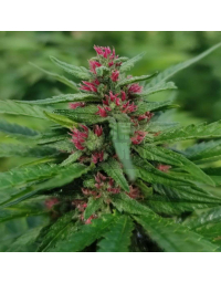 Semillas de marihuana feminizadas Tangerine Nectar CBD