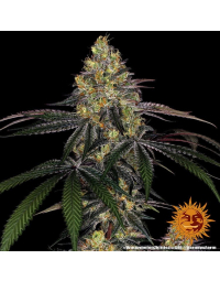 watermelon_zkittlez_de_barney_s_farm8.jpg