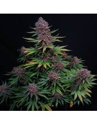 ztrawberriez-auto-fast-buds2_1.jpg