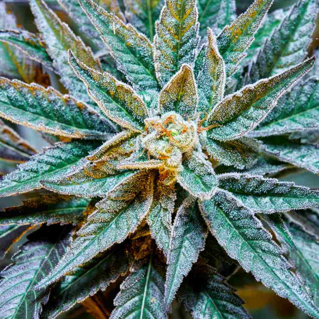 Semillas de Marihuana Feminizadas Gush Mints S1 de Purple City Genetics