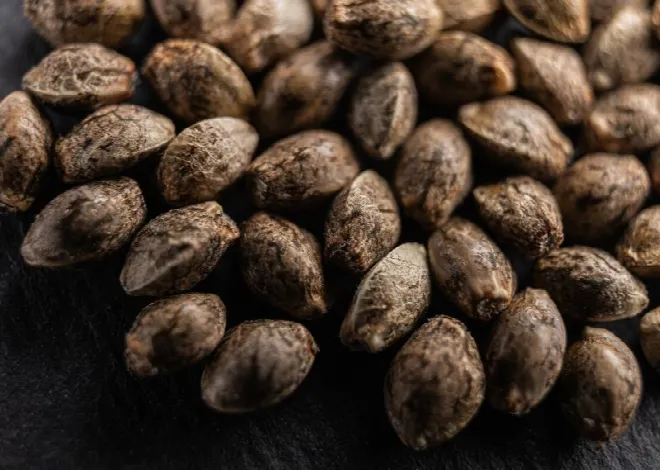 Como conservar semillas de marihuana