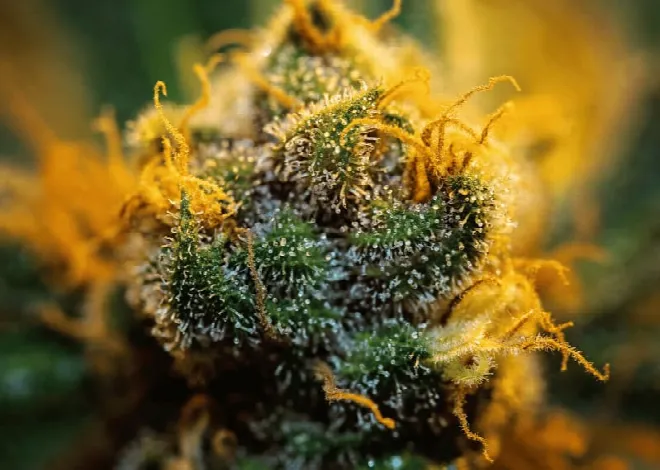 ¿Cómo plantar marihuana?