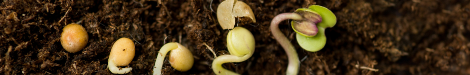 Germinación de semillas de marihuana