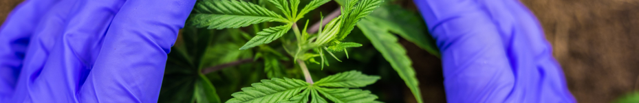 Cultivar marihuana en maceta