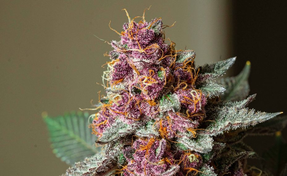 Cogollo marihuana