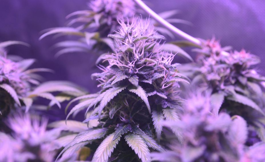 Marihuana en floración