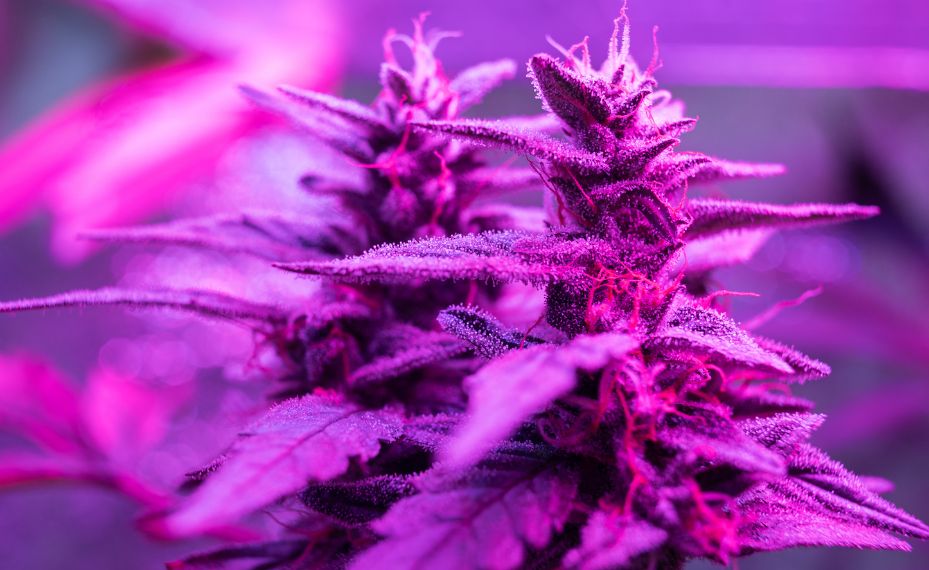 Cogollos con fondo rojizo