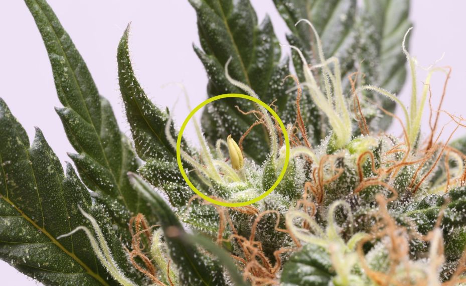 Marihuana hermafrodita 1