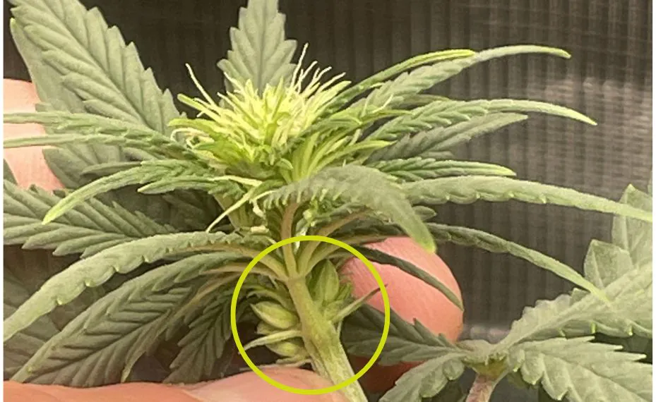 Marihuana hermafrodita 2