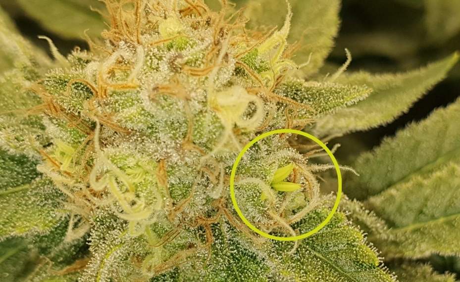 Marihuana hermafrodita