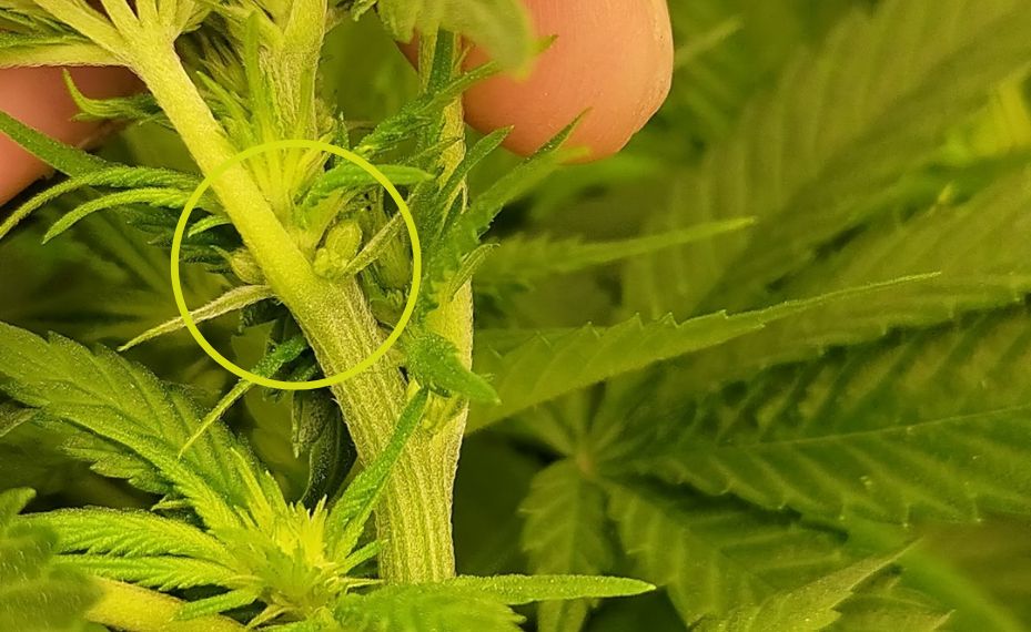 Marihuana hermafrodita 4
