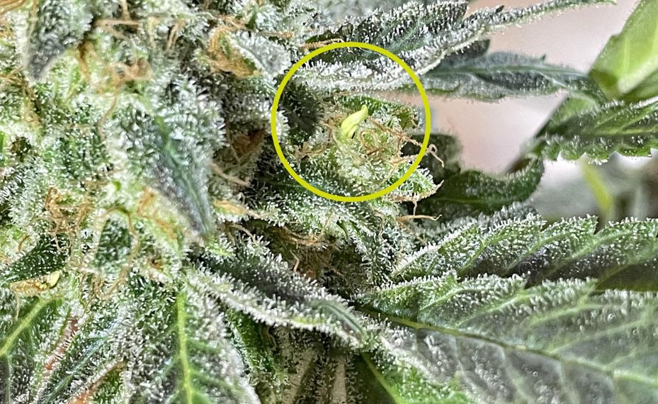 Marihuana hermafrodita 3