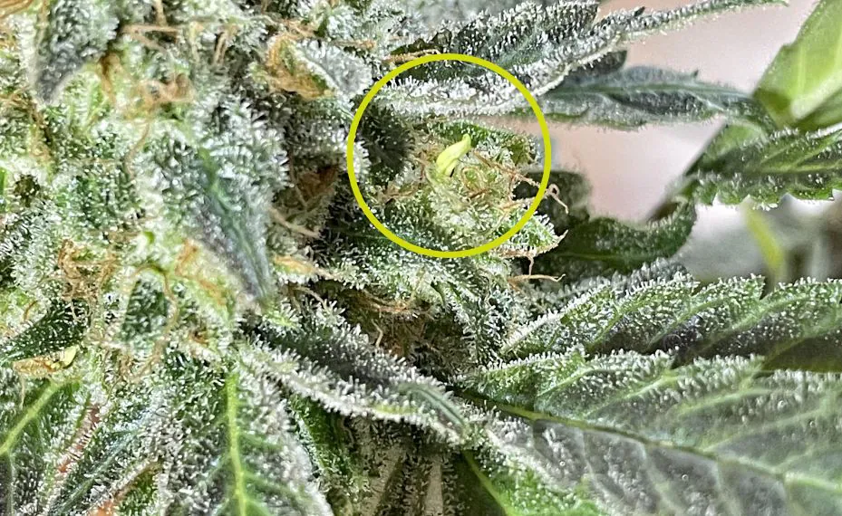 Marihuana hermafrodita 3