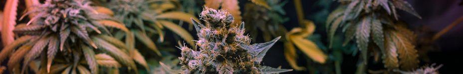 Marihuana en floración