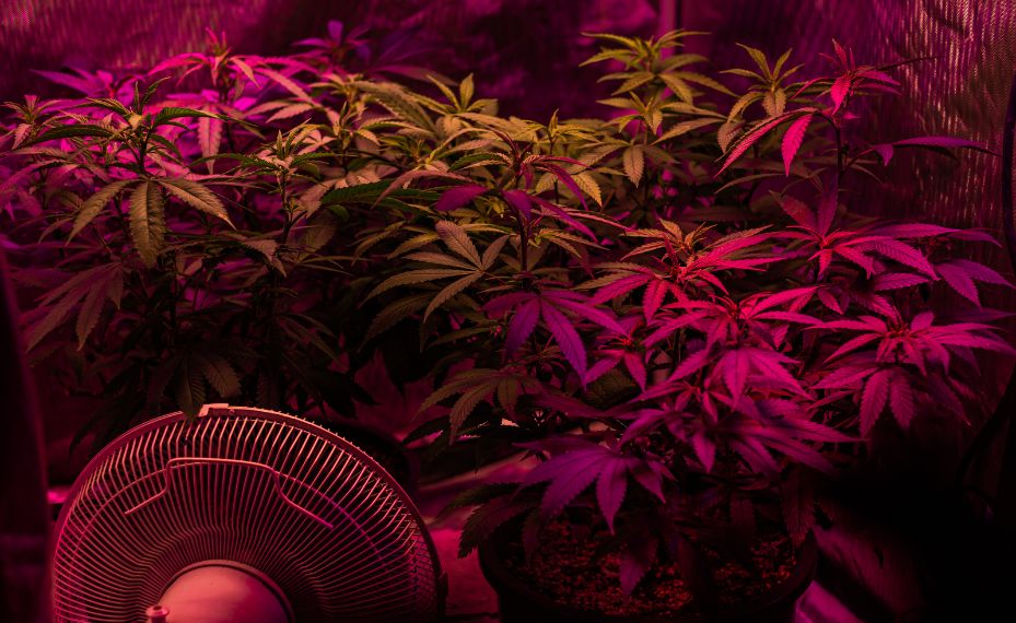 Cultivo cannabis efecto Emerson