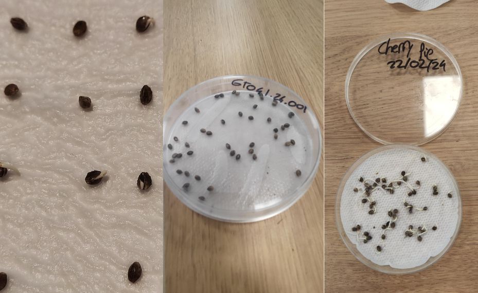 Semillas germinando