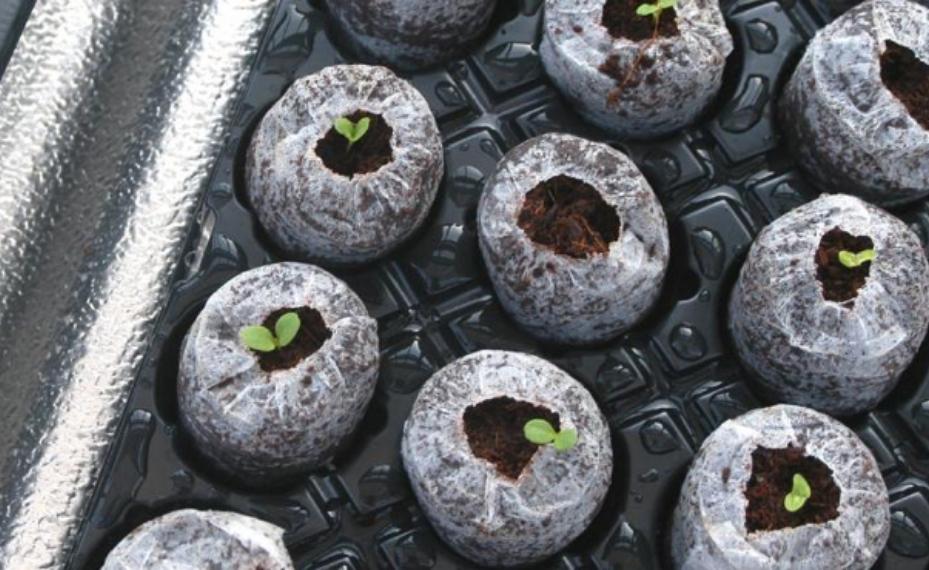Semillas germinando en Jiffys