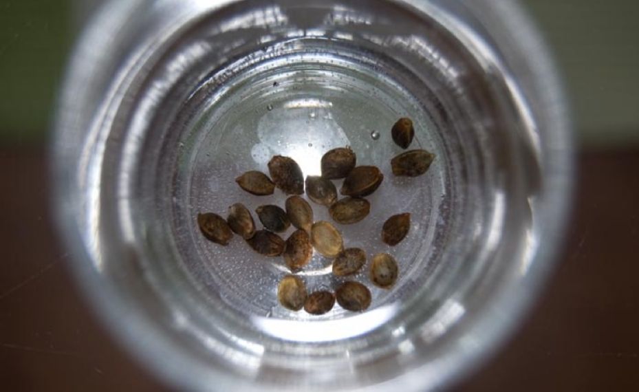 semillas germinadas en agua