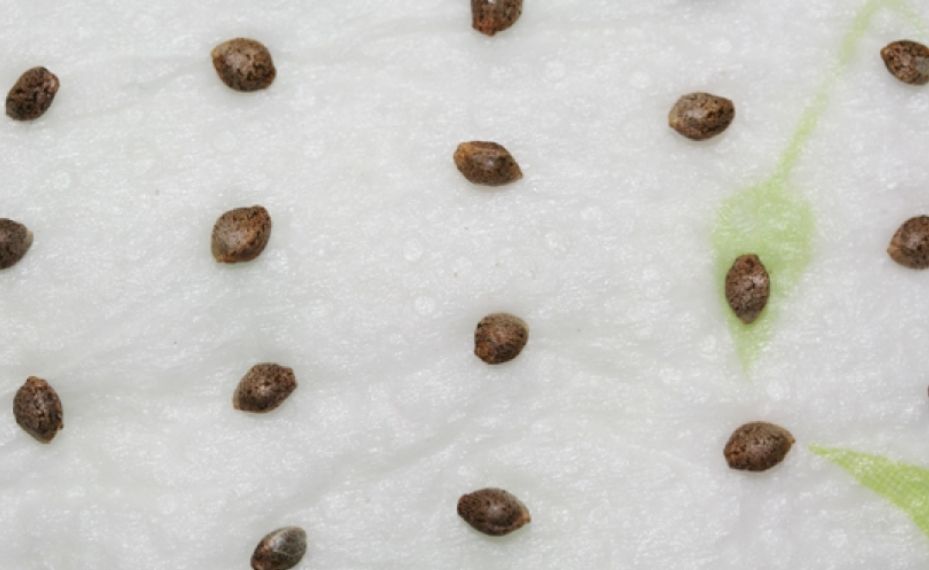Semillas germinando en servilleta