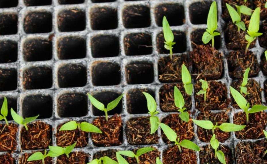 Semillas germinando en tierra