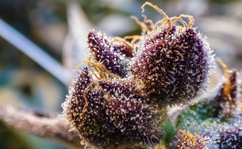 Cogollo rojizo lleno de tricomas