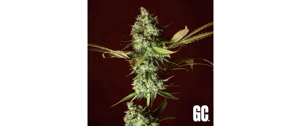Apple Cru de Grand Cru Genetics