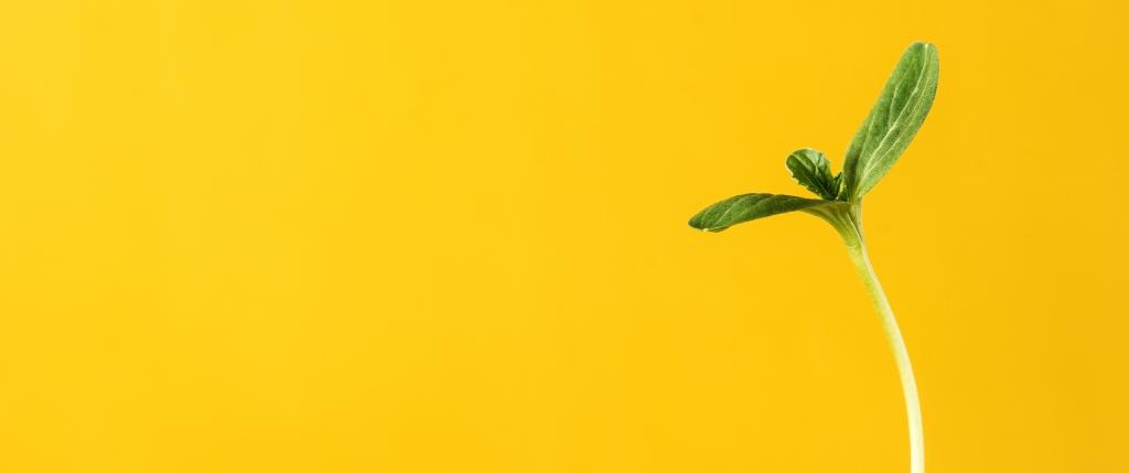 Germinar Semillas de Cannabis