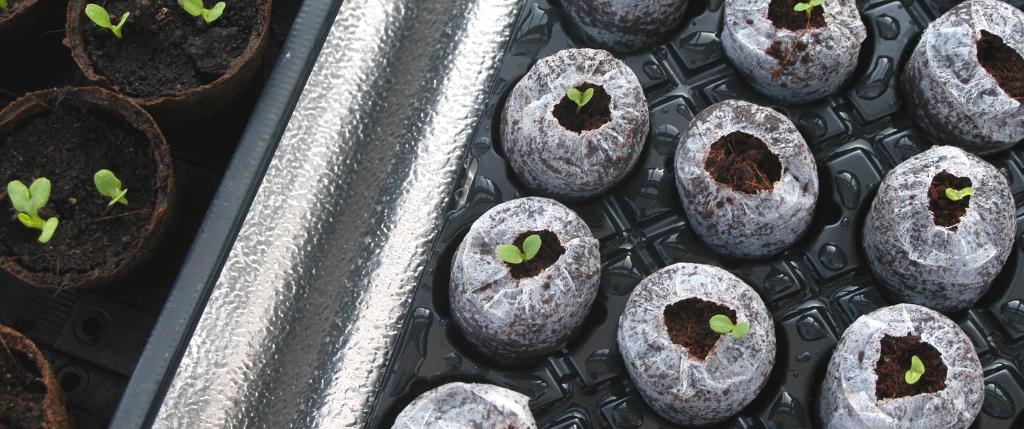 Germinación de semillas de marihuana en Jiffy