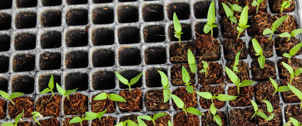 Germinar semillas de marihuana en tierra