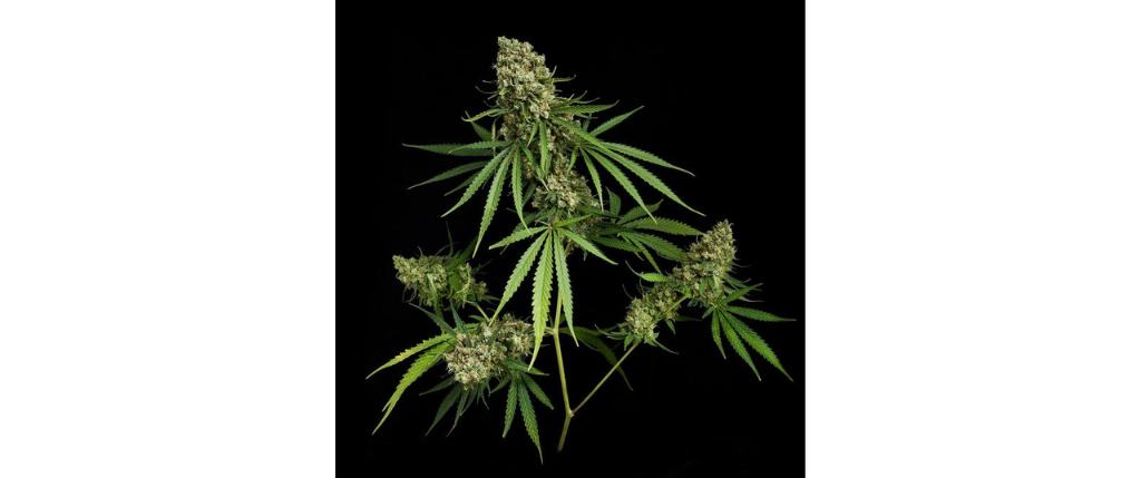 Critical + DINAFEM