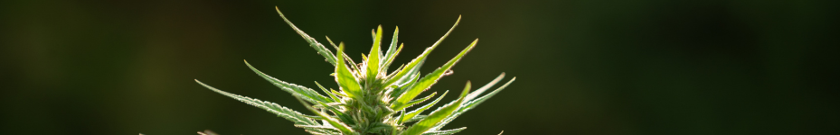 Cuándo se planta marihuana en exterior en España