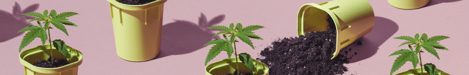 Cuándo plantar semillas de marihuana en exterior