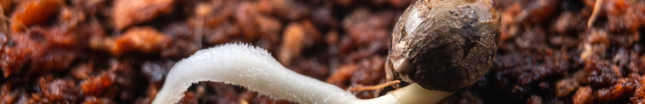 Conservación de semillas de marihuana
