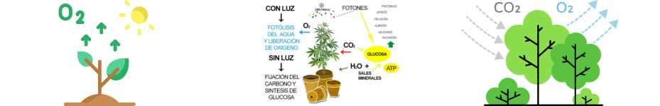 Iluminación para marihuana