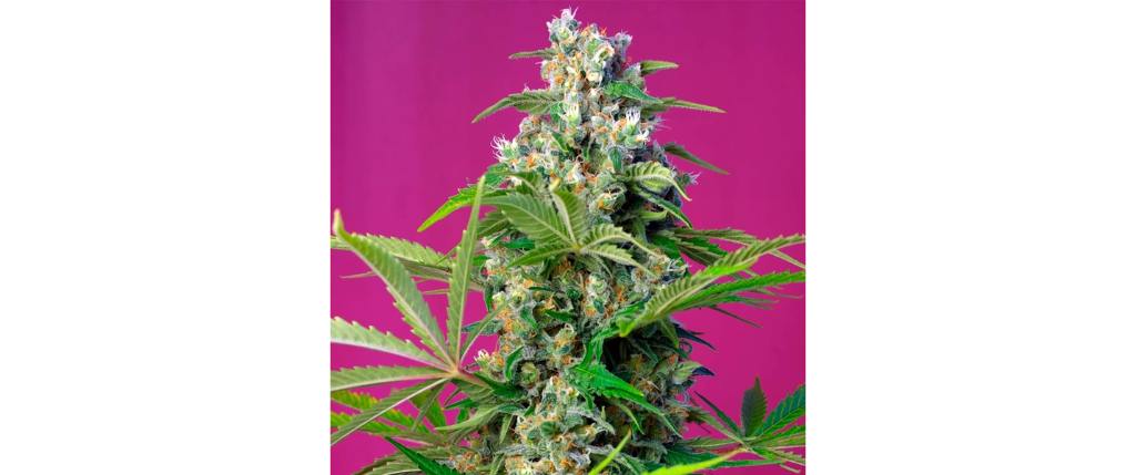Gorilla Girl de Sweet Seeds