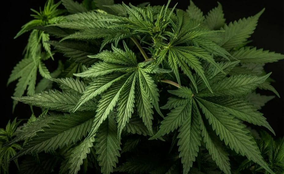 Marihuana vegetativa 