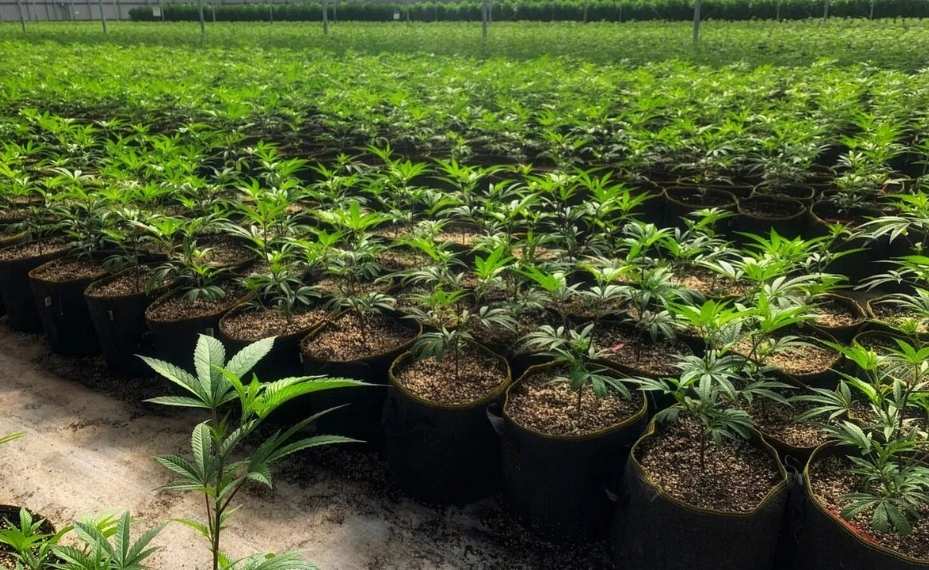 Marihuana en fase vegetatita
