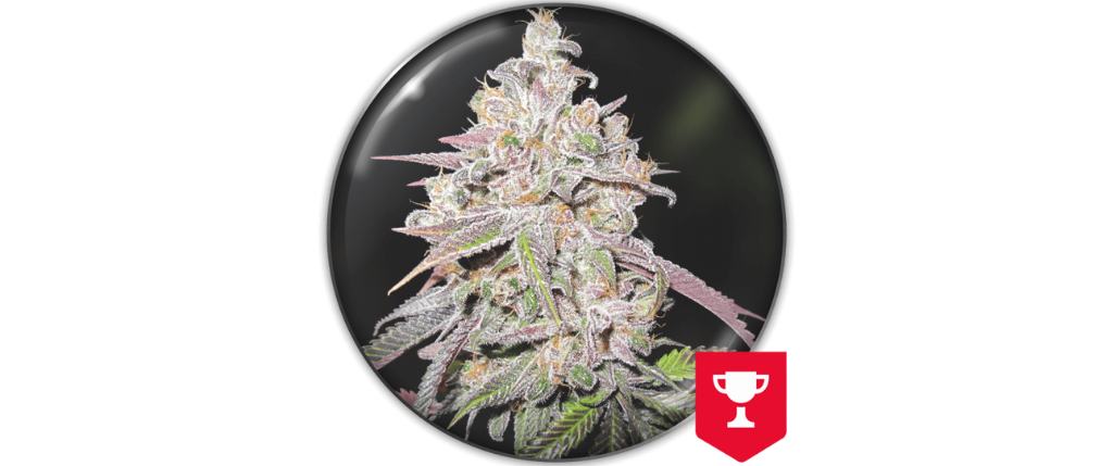 Mendocino Purple Kush