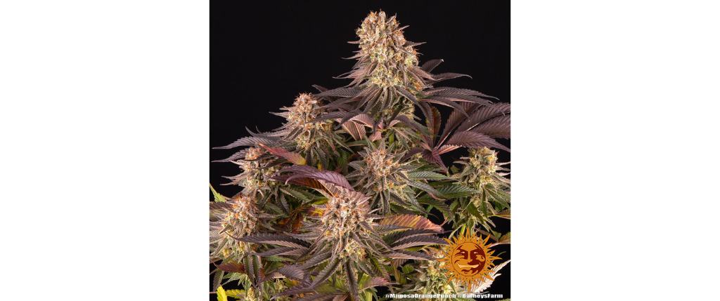 Mimosa X Orange Punch